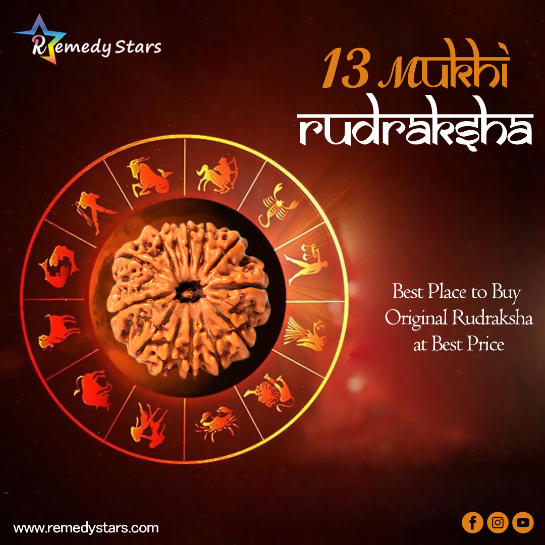 13 Mukhi Rudraksh (Nepal)