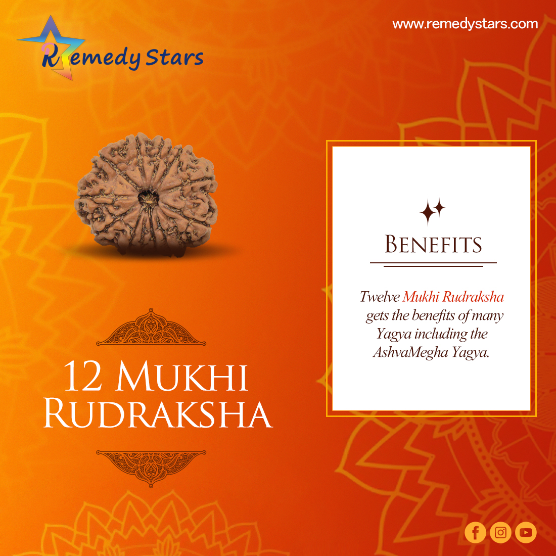 12 Mukhi Rudraksh (Nepal)